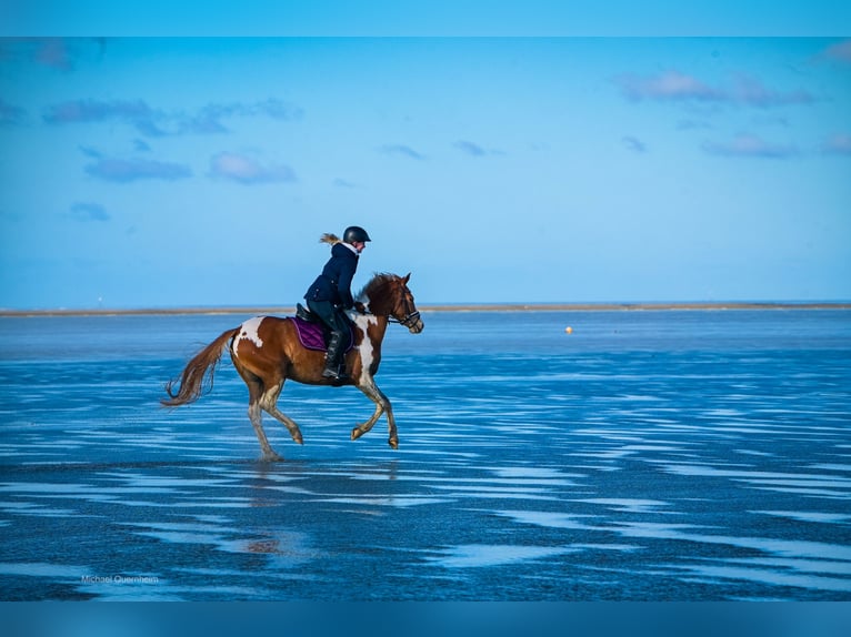 Other Warmbloods Mare 10 years 15,1 hh Pinto in Cuxhaven