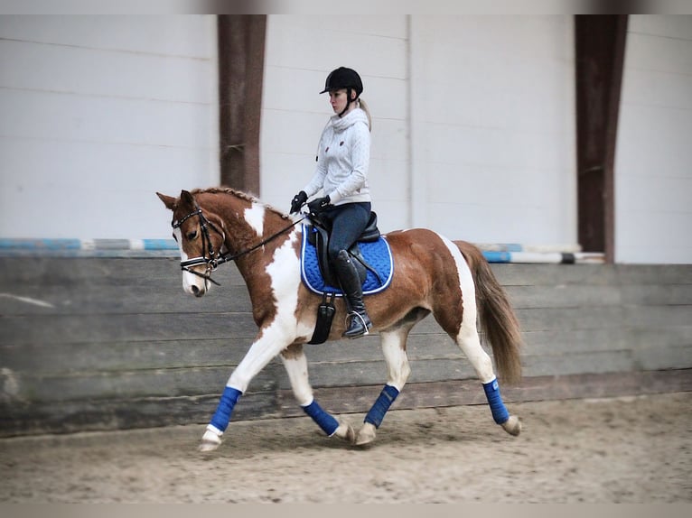 Other Warmbloods Mare 10 years 15,1 hh Pinto in Cuxhaven