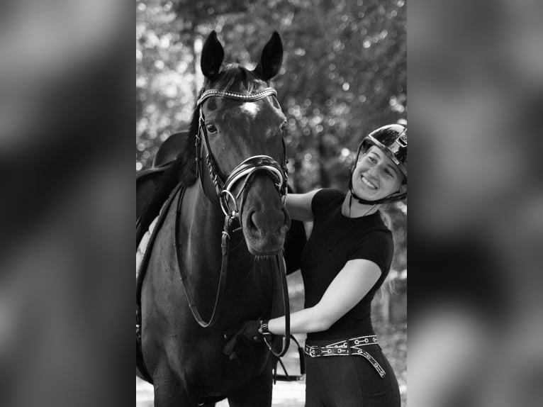 Other Warmbloods Mix Mare 10 years 15,2 hh Black in Krefeld