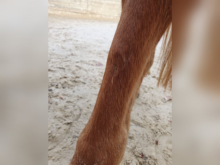 Other Warmbloods Mix Mare 10 years 15,2 hh Chestnut-Red in Engelskirchen