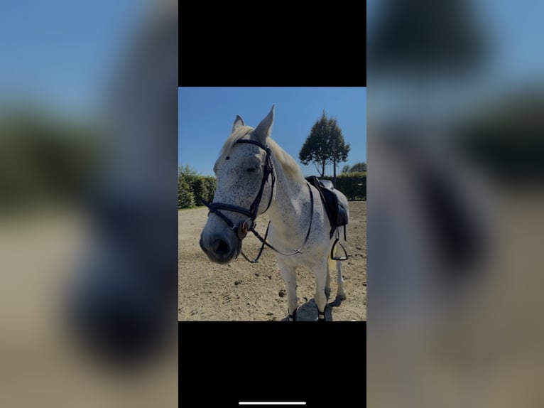 Other Warmbloods Mix Mare 10 years 15,2 hh Gray in Graz Umgebung