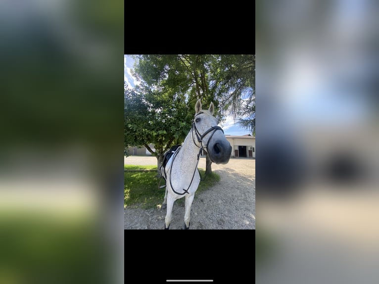 Other Warmbloods Mix Mare 10 years 15,2 hh Gray in Graz Umgebung