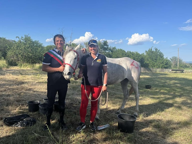 Other Warmbloods Mix Mare 10 years 15,2 hh Gray-Blue-Tan in Haskovo