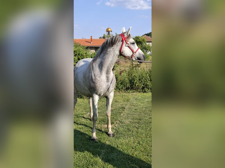Other Warmbloods Mix Mare 10 years 15,2 hh Gray-Blue-Tan in Haskovo