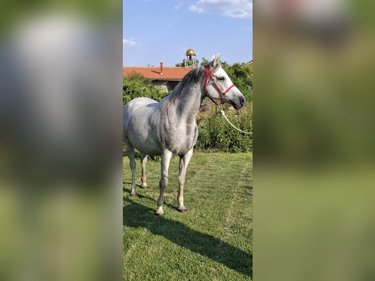 Other Warmbloods Mix Mare 10 years 15,2 hh Gray-Blue-Tan in Haskovo