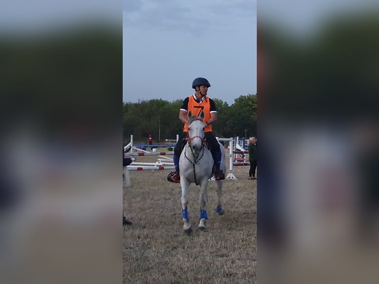 Other Warmbloods Mix Mare 10 years 15,2 hh Gray-Blue-Tan in Haskovo