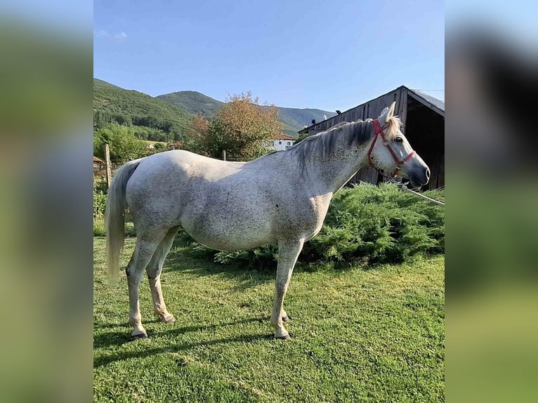 Other Warmbloods Mix Mare 10 years 15,2 hh Gray-Blue-Tan in Haskovo