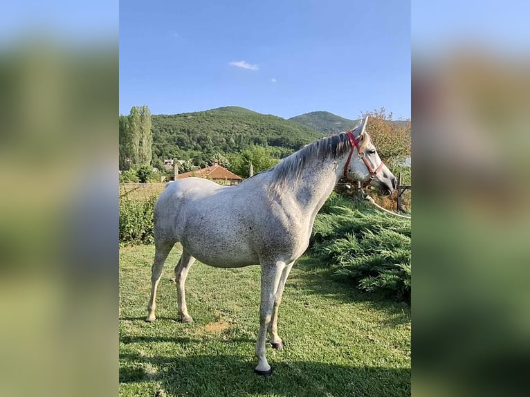 Other Warmbloods Mix Mare 10 years 15,2 hh Gray-Blue-Tan in Haskovo
