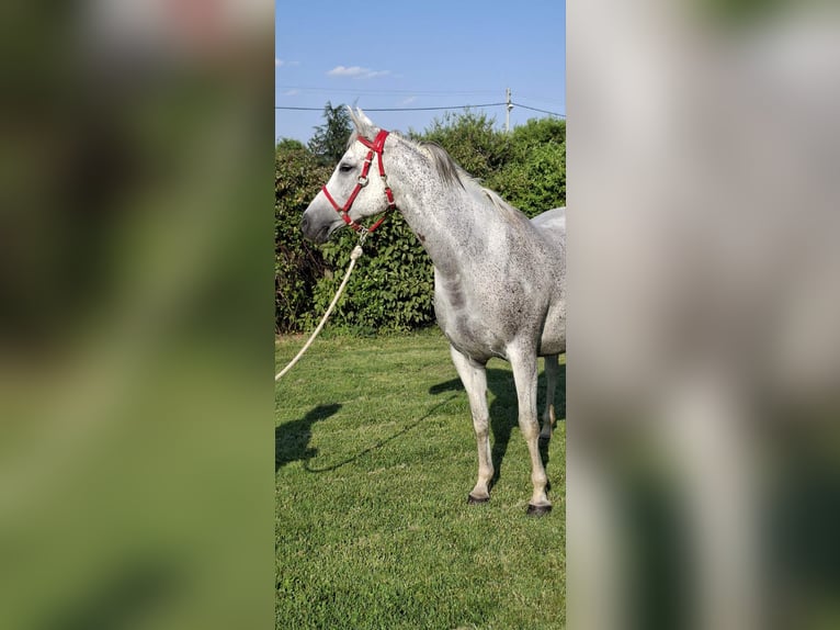 Other Warmbloods Mix Mare 10 years 15,2 hh Gray-Blue-Tan in Haskovo
