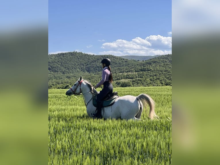 Other Warmbloods Mix Mare 10 years 15,2 hh Gray-Blue-Tan in Haskovo