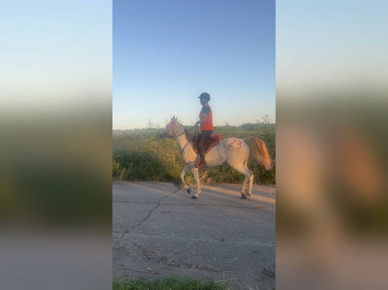 Other Warmbloods Mix Mare 10 years 15,2 hh Gray-Blue-Tan in Haskovo