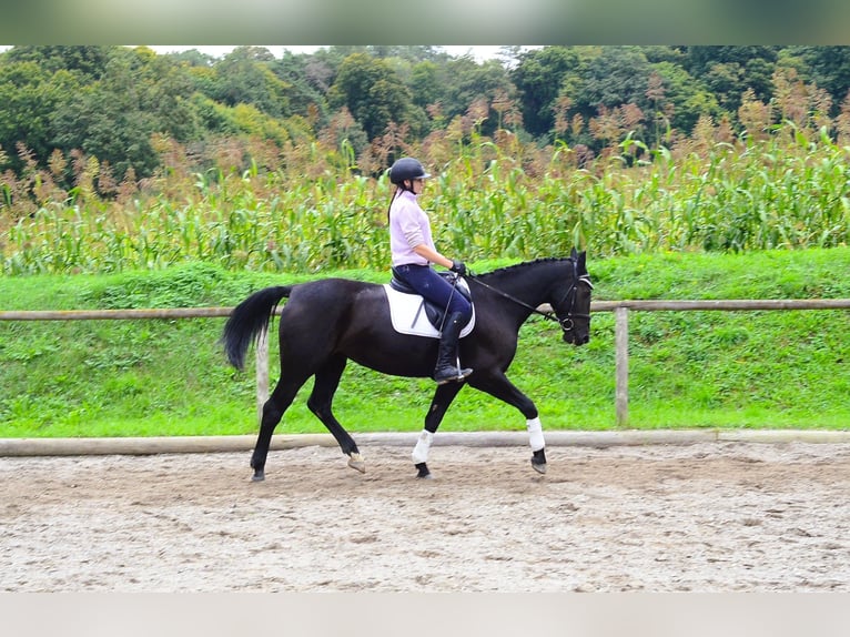 Other Warmbloods Mare 10 years 15,3 hh Black in Wellheim