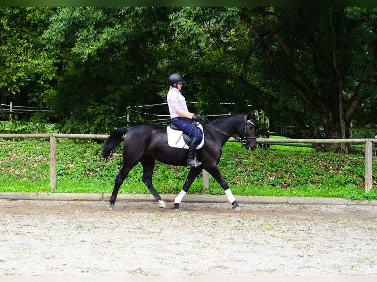 Other Warmbloods Mare 10 years 15,3 hh Black in Wellheim