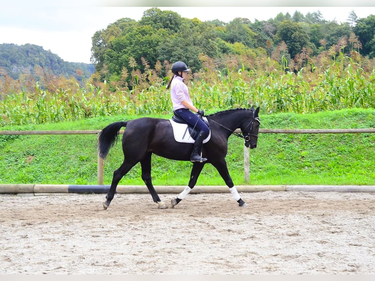 Other Warmbloods Mare 10 years 15,3 hh Black in Wellheim