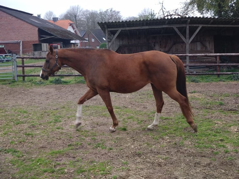 Other Warmbloods Mare 10 years 16.1 hh Chestnut-Red in Ahlerstedt