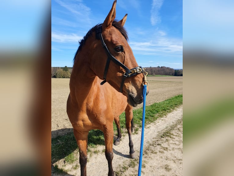 Other Warmbloods Mix Mare 10 years 16,2 hh Brown in Schondorf am Ammersee