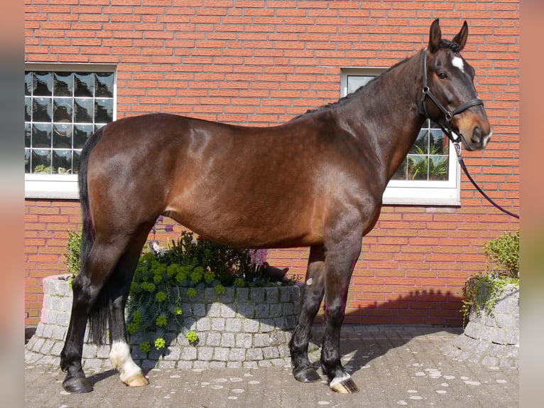Other Warmbloods Mare 10 years 16 hh Brown in Dorsten