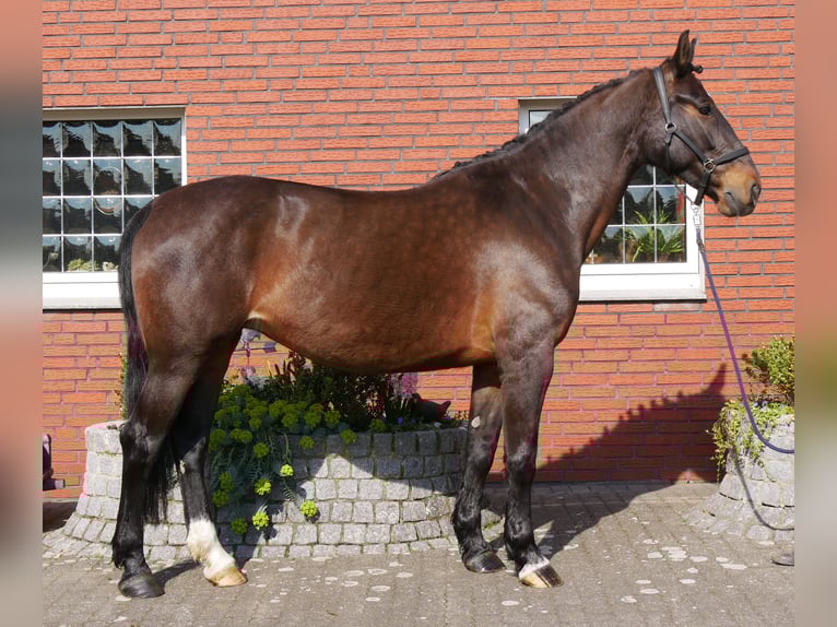 Other Warmbloods Mare 10 years 16 hh Brown in Dorsten