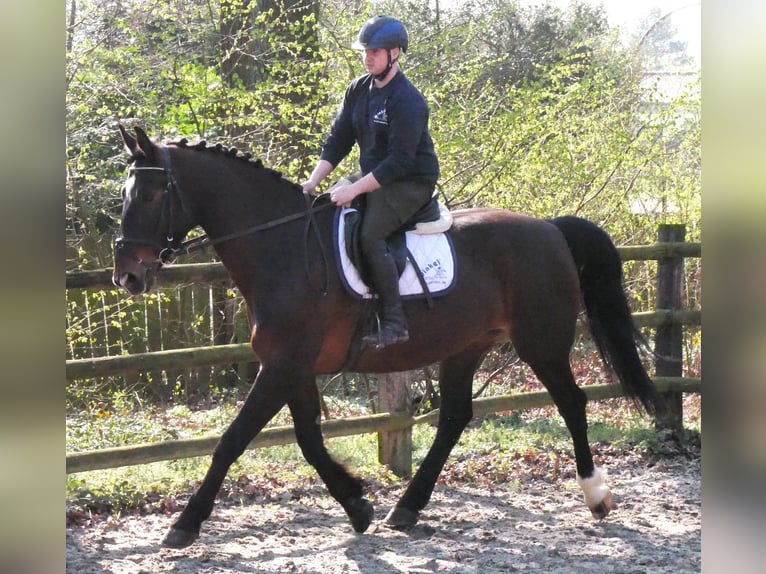 Other Warmbloods Mare 10 years 16 hh Brown in Dorsten