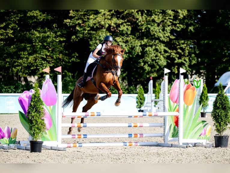 Other Warmbloods Mare 10 years 16,1 hh Chestnut-Red in &#x141;azy