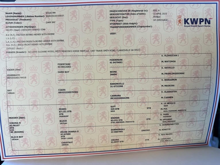 Other Warmbloods Mare 10 years 16,2 hh Bay in Ocala FL