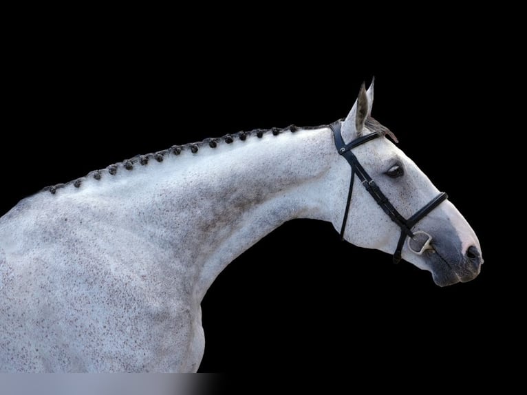 Other Warmbloods Mare 10 years Gray in Z&#xFC;lpich