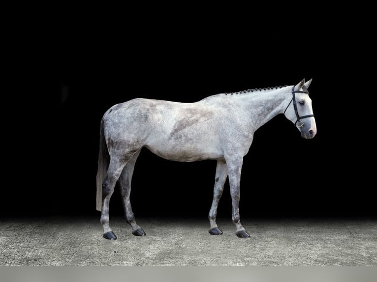 Other Warmbloods Mare 10 years Gray in Z&#xFC;lpich