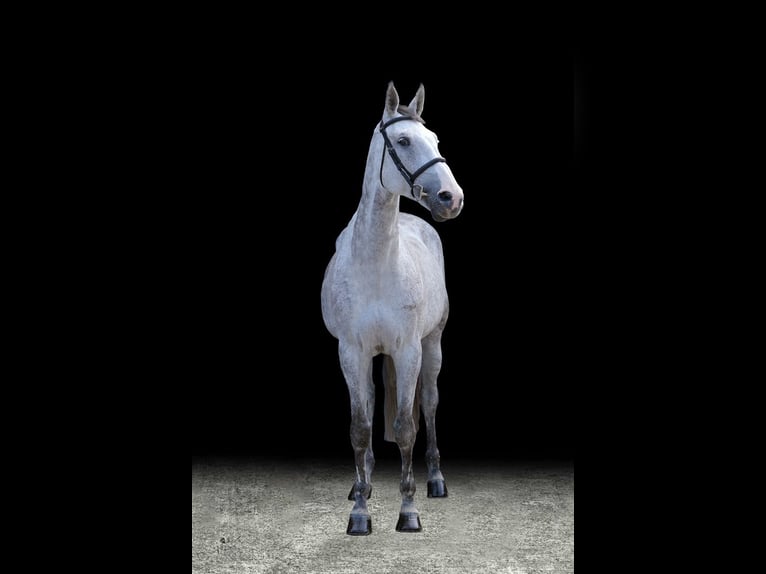 Other Warmbloods Mare 10 years Gray in Z&#xFC;lpich