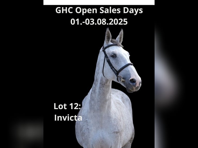 Other Warmbloods Mare 10 years Gray in Z&#xFC;lpich