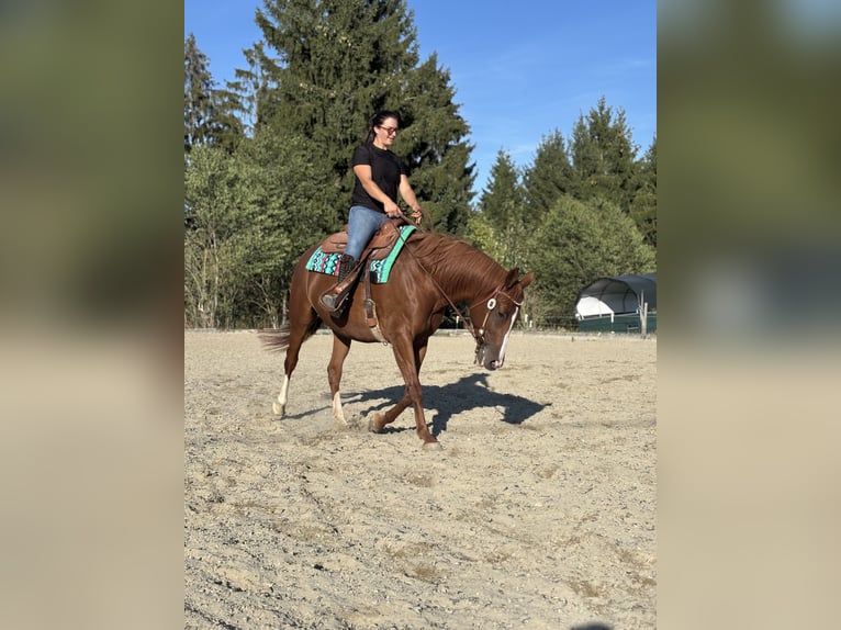 Other Warmbloods Mix Mare 11 years 15.2 hh Chestnut-Red in Poneggen