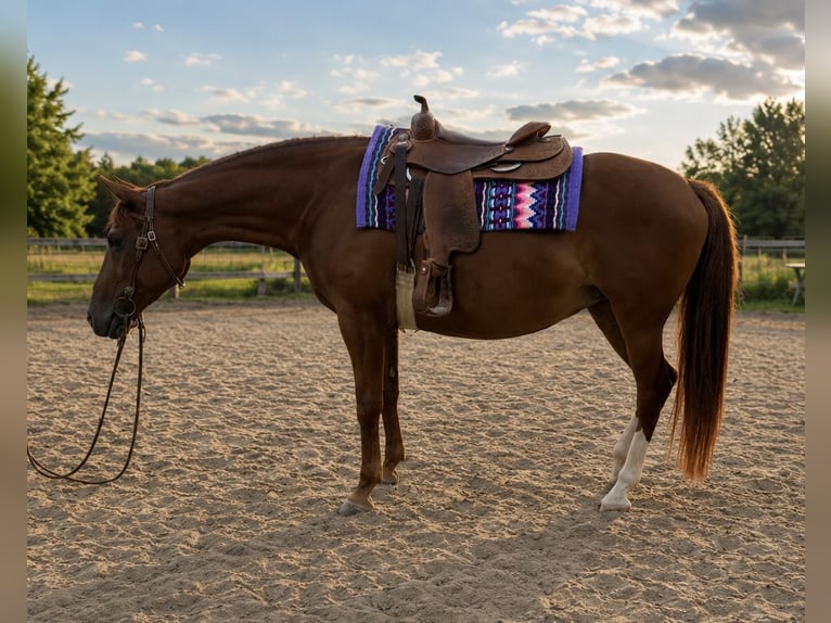 Other Warmbloods Mix Mare 11 years 15.2 hh Chestnut-Red in Poneggen