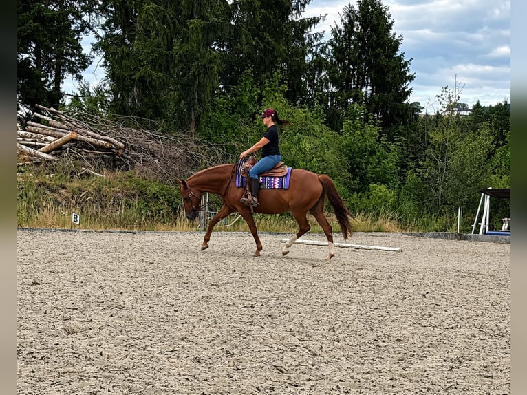 Other Warmbloods Mix Mare 11 years 15.2 hh Chestnut-Red in Poneggen