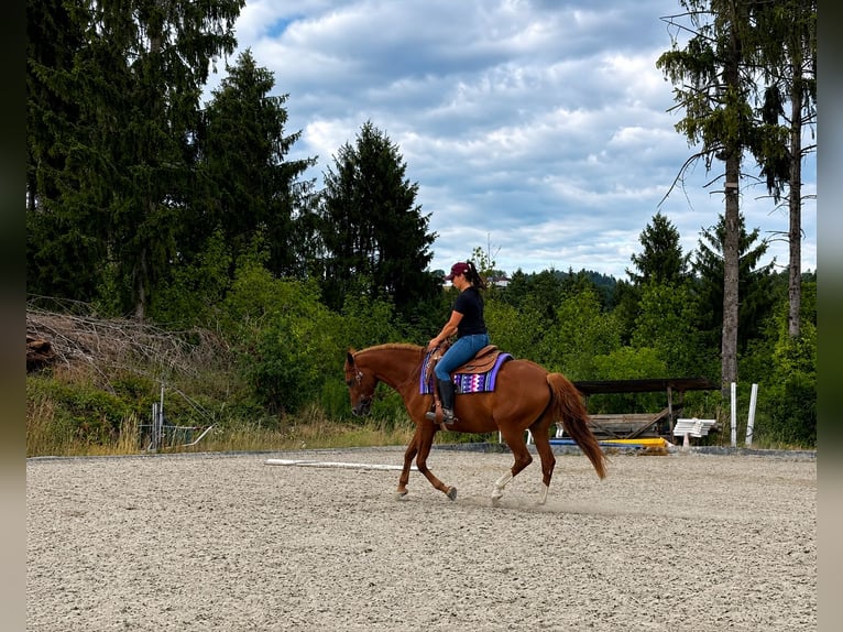 Other Warmbloods Mix Mare 11 years 15.2 hh Chestnut-Red in Poneggen