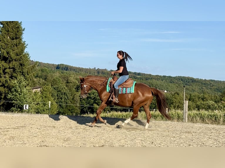 Other Warmbloods Mix Mare 11 years 15.2 hh Chestnut-Red in Poneggen