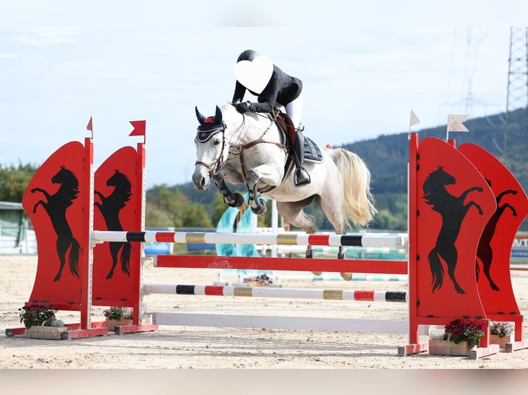 Other Warmbloods Mare 11 years 15.2 hh Grey in Balingen