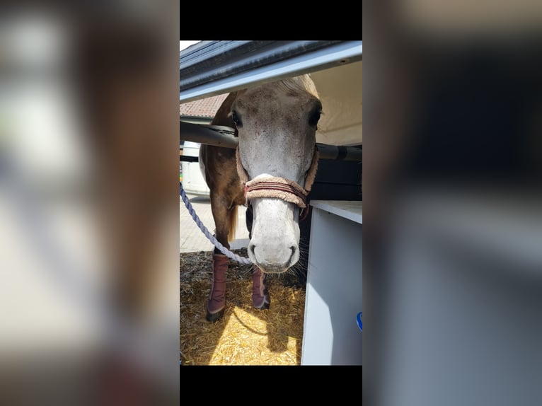 Other Warmbloods Mare 11 years 15.2 hh Grey in Balingen