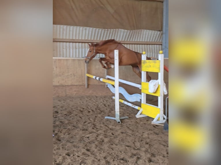 Other Warmbloods Mare 11 years 15,2 hh Chestnut-Red in Minden