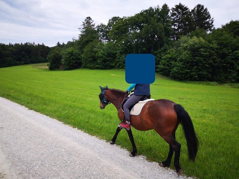 Other Warmbloods Mix Mare 11 years 15,3 hh Brown in UlmUlm