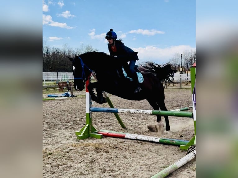 Other Warmbloods Mare 11 years 16,1 hh Black in Steimel