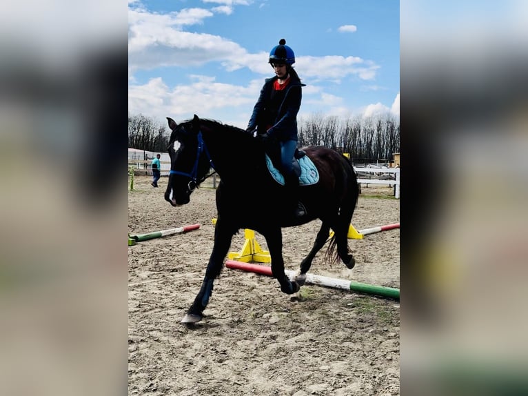 Other Warmbloods Mare 11 years 16,1 hh Black in Steimel