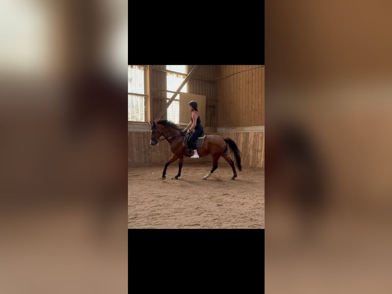 Other Warmbloods Mare 11 years 16,1 hh Brown in Sipbachzell