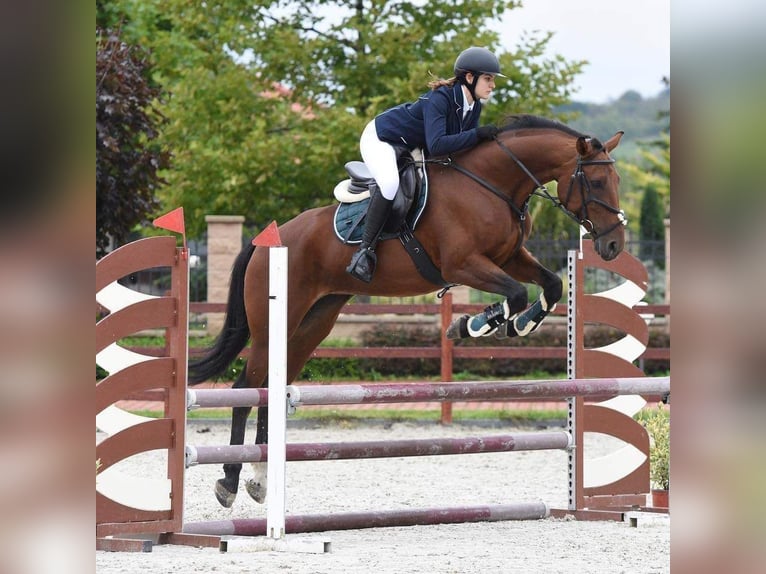 Other Warmbloods Mare 11 years 16,1 hh Brown in Schattendorf