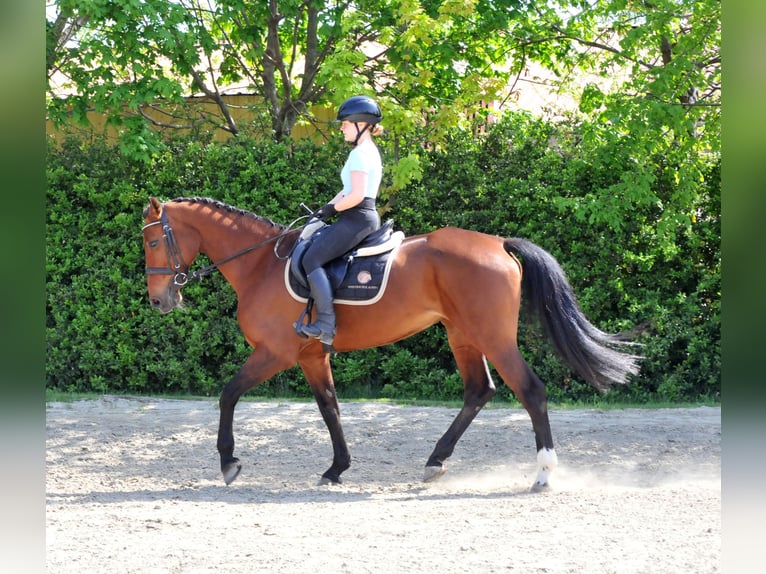 Other Warmbloods Mare 11 years 16,1 hh Brown in Schattendorf