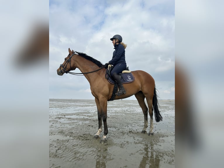 Other Warmbloods Mare 11 years 16,1 hh Brown in Westerkappeln