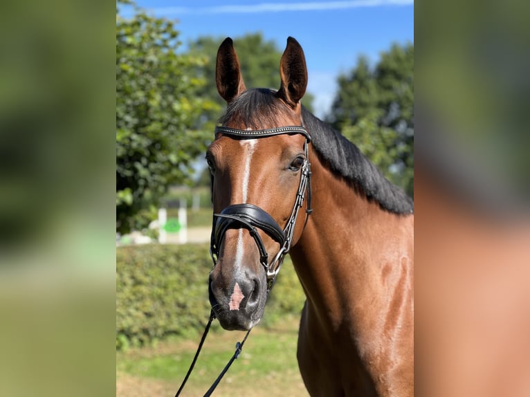 Other Warmbloods Mare 11 years 16,1 hh Brown in Westerkappeln