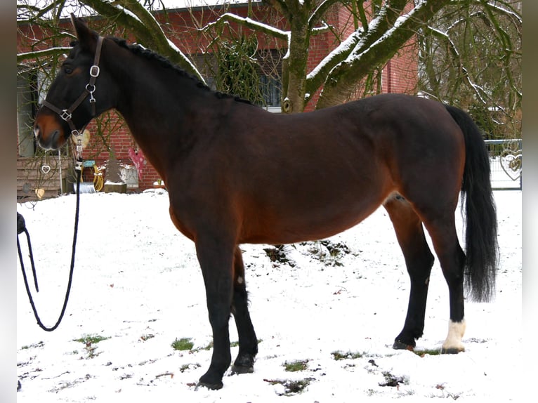 Other Warmbloods Mare 11 years 16 hh Brown in Dorsten