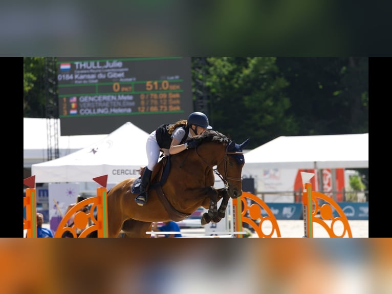 Other Warmbloods Mare 11 years 16 hh Brown-Light in Junglinster