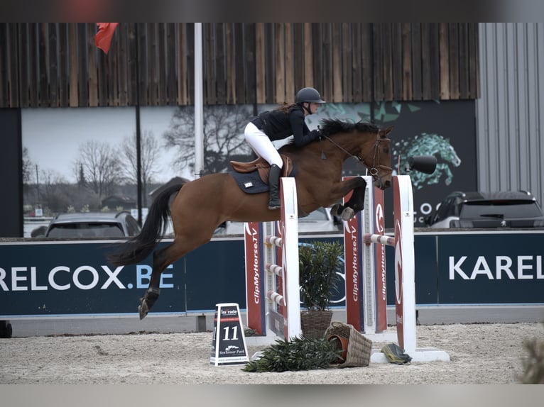 Other Warmbloods Mare 11 years 16 hh Brown-Light in junglinster