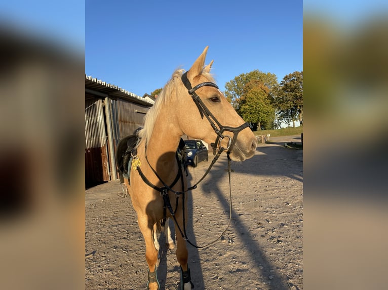 Other Warmbloods Mare 11 years 16 hh Palomino in Kaarst