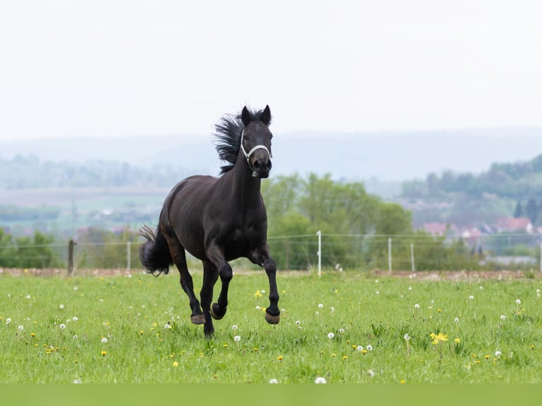 Other Warmbloods Mare 11 years 16 hh Smoky-Black in Wittingen